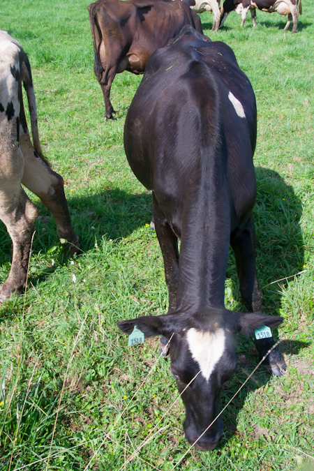 i HEART cheese, Happy Dairy Cows in Chittenden County Vermont