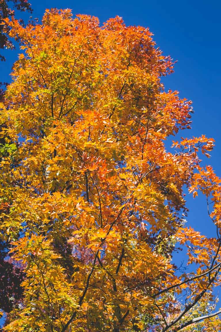 tree with yellow and red leaves