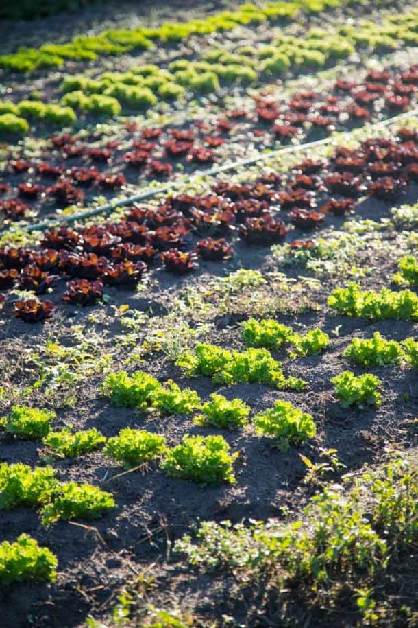 Produce Spotlight The Ultimate Guide to Lettuce Healthy Seasonal Recipes