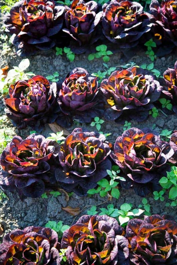 Produce Spotlight The Ultimate Guide to Lettuce Healthy Seasonal Recipes