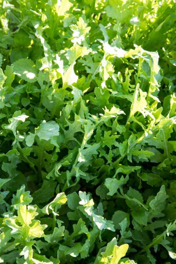 Produce Spotlight The Ultimate Guide to Lettuce Healthy Seasonal Recipes