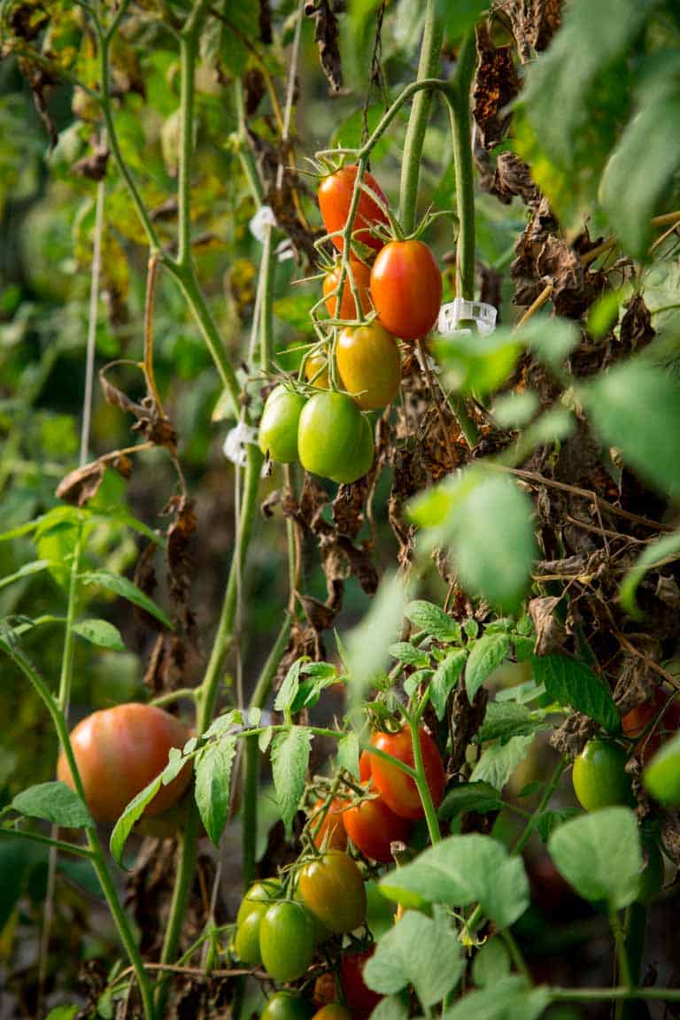 Tomatoes growing in the garden 