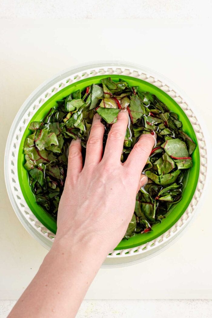 washing the chard leaves in the salad spinner
